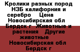 Кролики разных пород НЗБ калифорния и серебро  › Цена ­ 400 - Новосибирская обл., Бердск г. Животные и растения » Другие животные   . Новосибирская обл.,Бердск г.